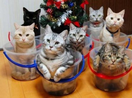 katten(bakjes)